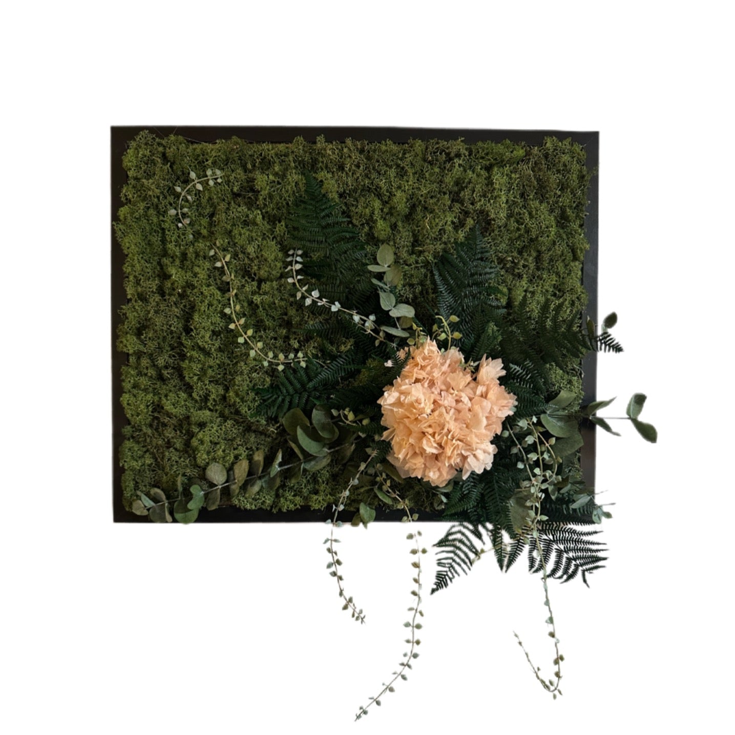 Pflanzenbild „Rosa Hortensie“